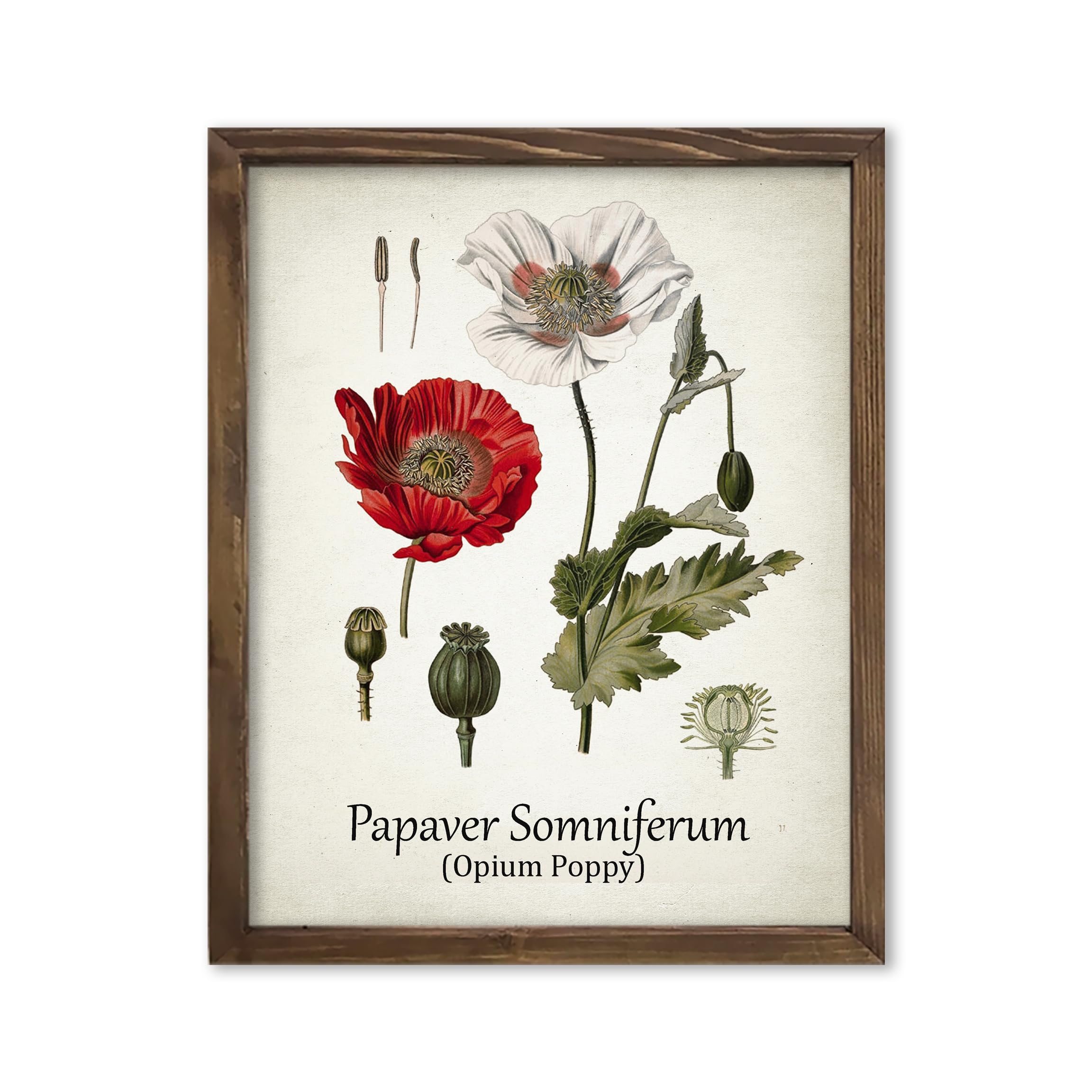 Amazon.com: Vintage Antique Opium Poppy Red Poppy Papaver